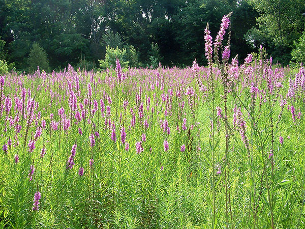 Purple loosestrife invading a wet meadow