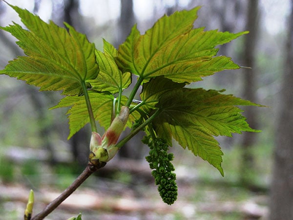 Sycamore maple flower cluster and young leaves