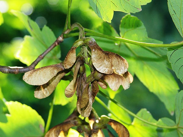 Sycamore maple seeds