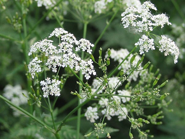 Wild chervil flowers and seeds