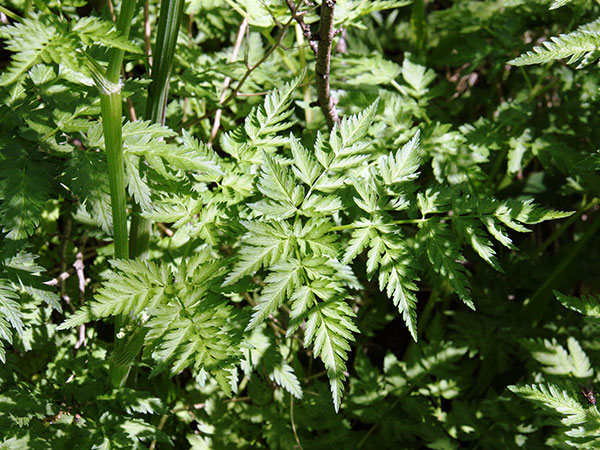 Wild chervil leaves and stem