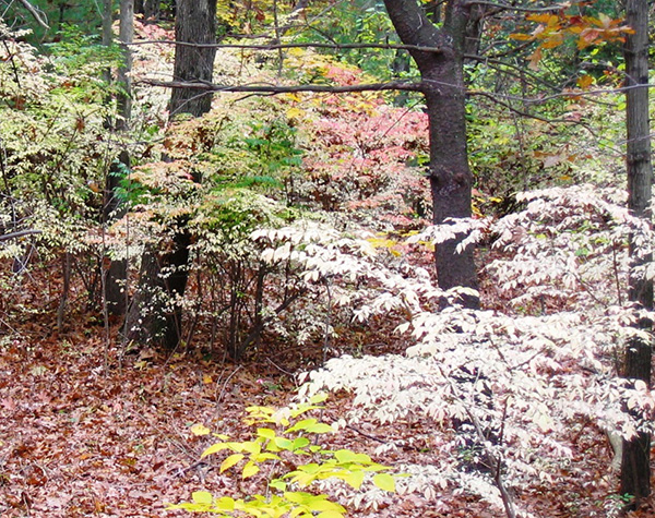 Winged euonymus invasion in a forest - note characteristic pinkish fall color naturalized plants