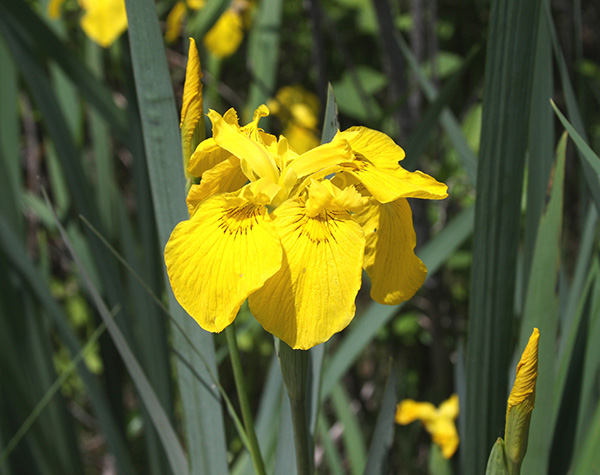 Yellow iris flower and buds