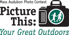 Picture This Logo